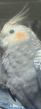 the shitposters logo