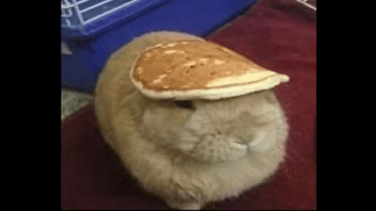 Purged_2115_Y3jH9c logo