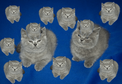 mz fan club official logo