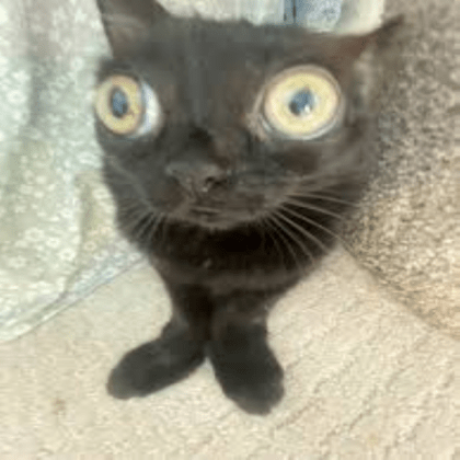 Moderator Fan Club :) logo