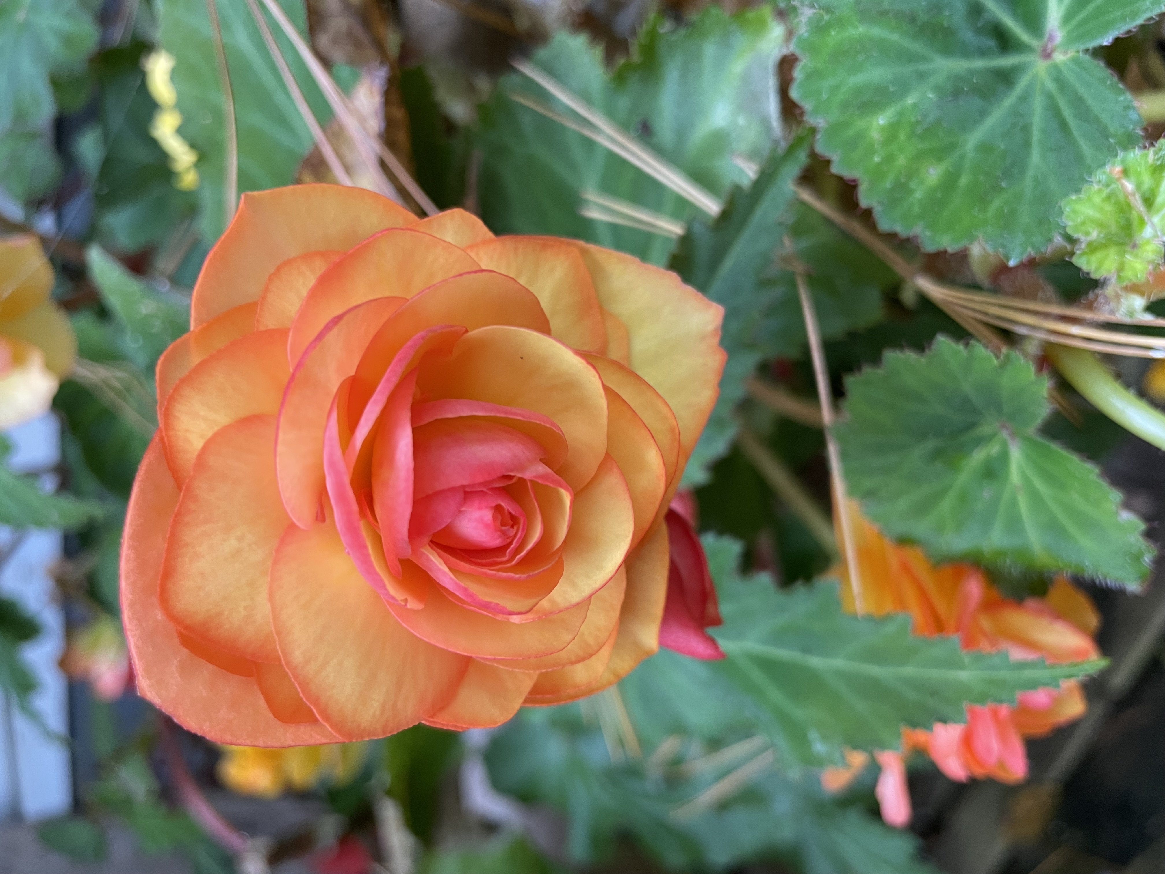 Mobile users of Brickplanet logo