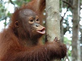 The Developing Monkeys logo